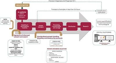 Implementation of a roadmap for the comprehensive diagnosis, follow-up, and research of childhood leukemias in vulnerable regions of Mexico: results from the PRONAII Strategy